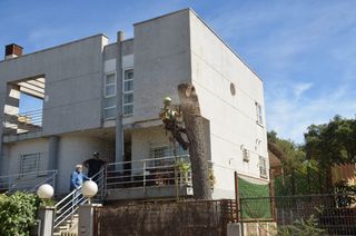 Poda y tala en altura