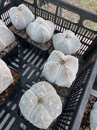 Astrophytum Myriostigma Onzuka - Cactus