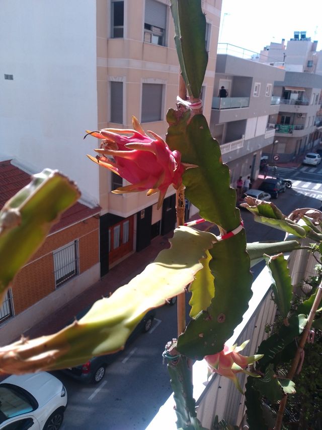 Esqueje Pitahaya - Planta