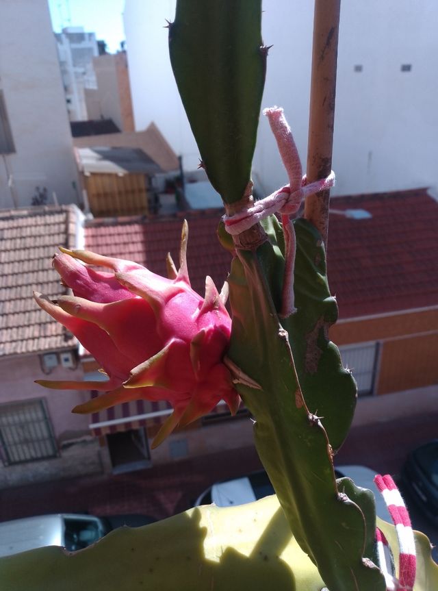 Esqueje Pitahaya - Planta