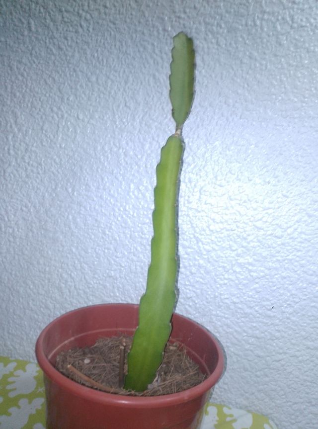 Esqueje Pitahaya - Planta