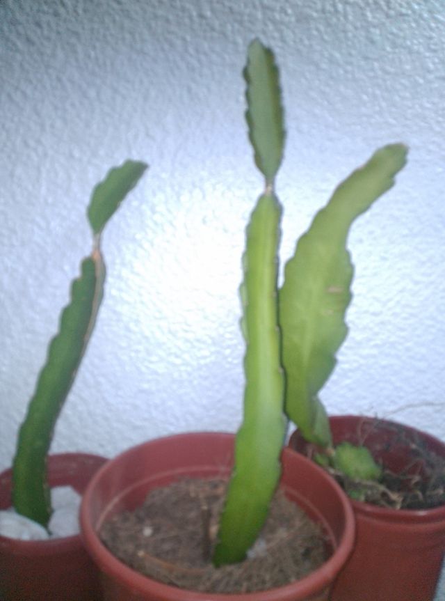 Esqueje Pitahaya - Planta