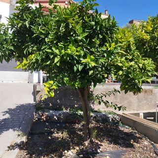 Regalo Arboles frutales