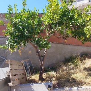 Regalo Arboles frutales