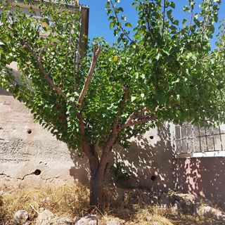 Regalo Arboles frutales