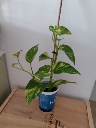 Planta Potus variegata
