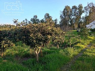 Casa rural en venta en Almonte en Almonte