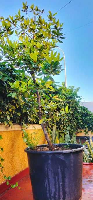 Árbol barbusano