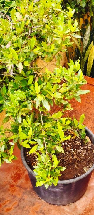 Árbol barbusano