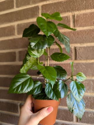 Hibiscus rosa-sinensis planta pequeña en maceta