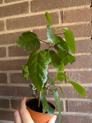 Hibiscus rosa-sinensis planta pequeña en maceta