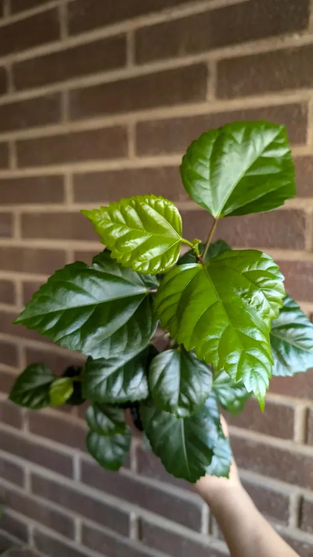 Hibiscus rosa-sinensis planta pequeña en maceta