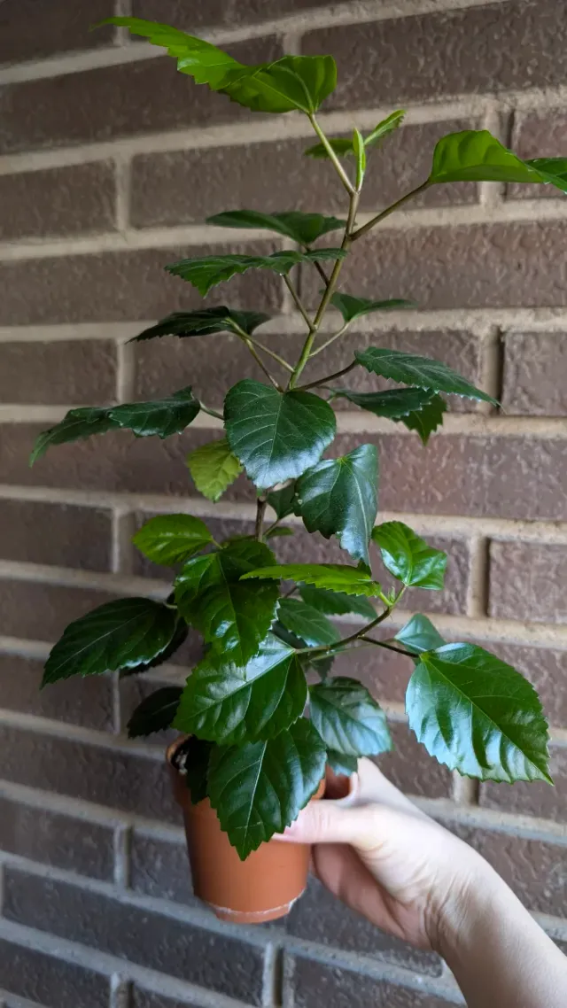 Hibiscus rosa-sinensis planta pequeña en maceta