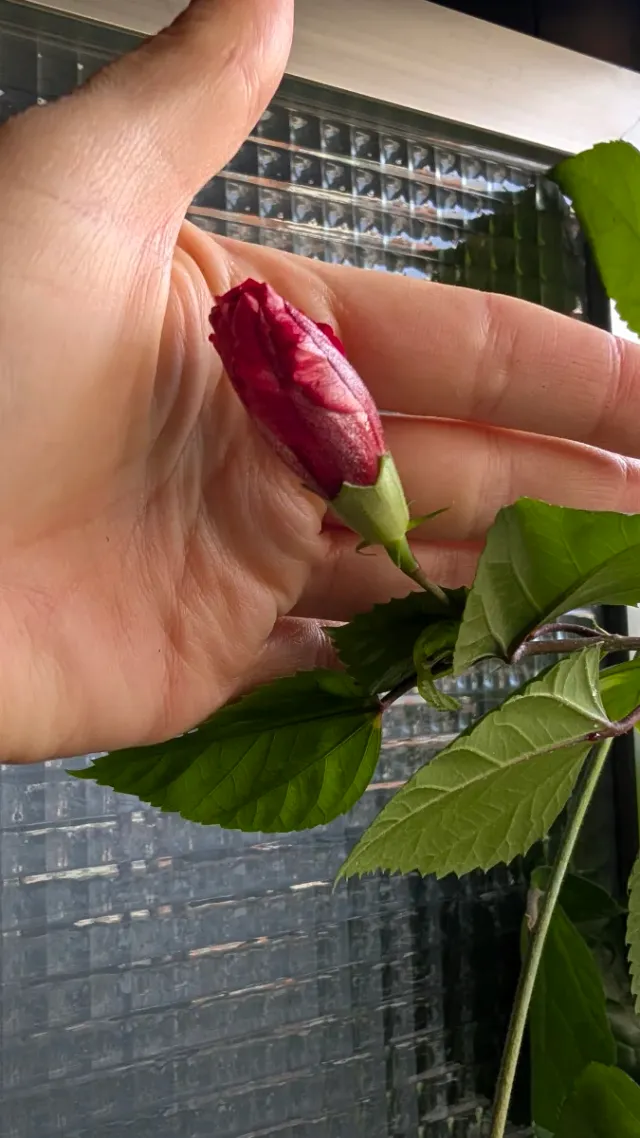 Hibiscus rosa-sinensis planta pequeña en maceta
