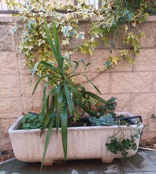Jardinera piedra beige con plantas