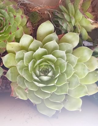 Pianta Grassa Echeveria