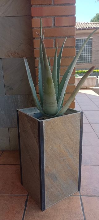 Planta Aloe Vera.
