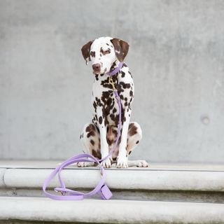 Collare e guinzaglio per cani in pelle