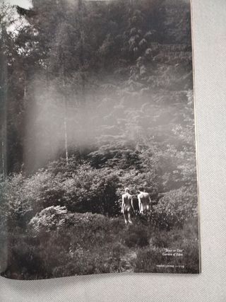 Vogue living Nederland 2020
