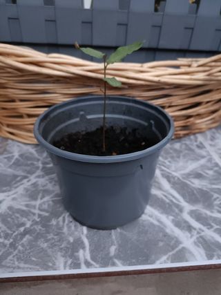 Planta Laurel -  Maceta