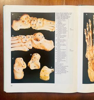Atlas de anatomía humana