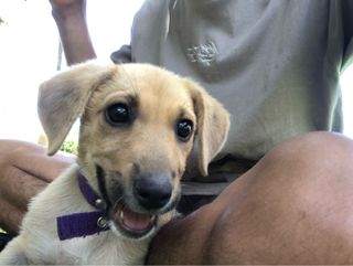 Servicio de paseos y cuidados de mascotas 
