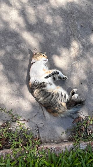 Servicio de paseos y cuidados de mascotas 
