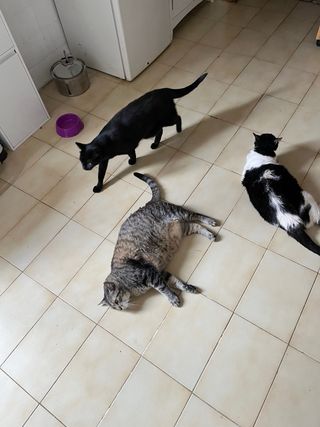 Servicio de paseos y cuidados de mascotas 