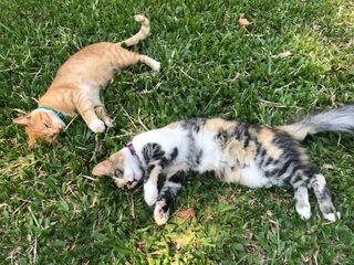 Servicio de paseos y cuidados de mascotas 