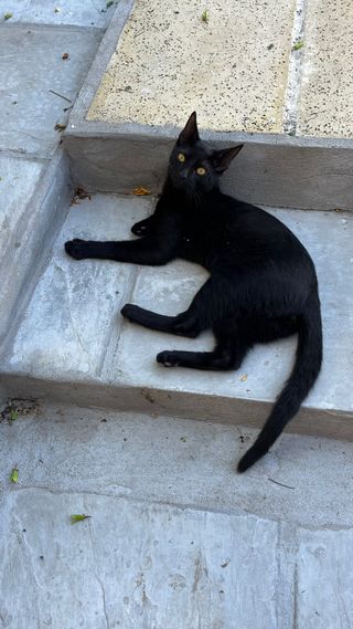 Servicio de paseos y cuidados de mascotas 