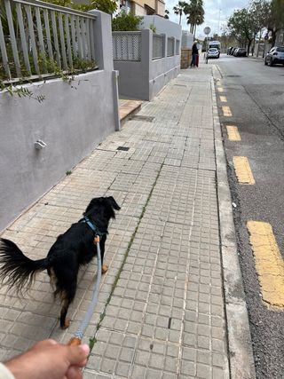 Servicio de paseos y cuidados de mascotas 
