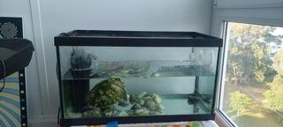 Pecera/Tortuguera de cristal con tapa superior