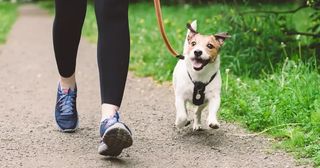 Paseador/a de perros.