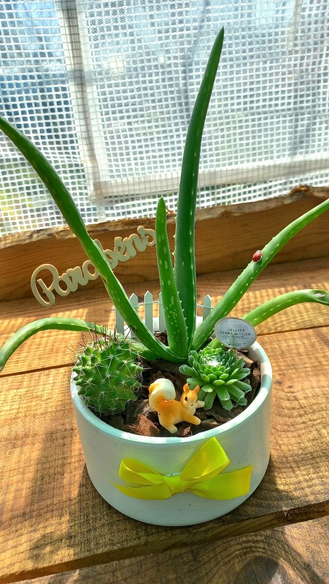 Conjunto 3 plantas - Aloe Vera, cacto...