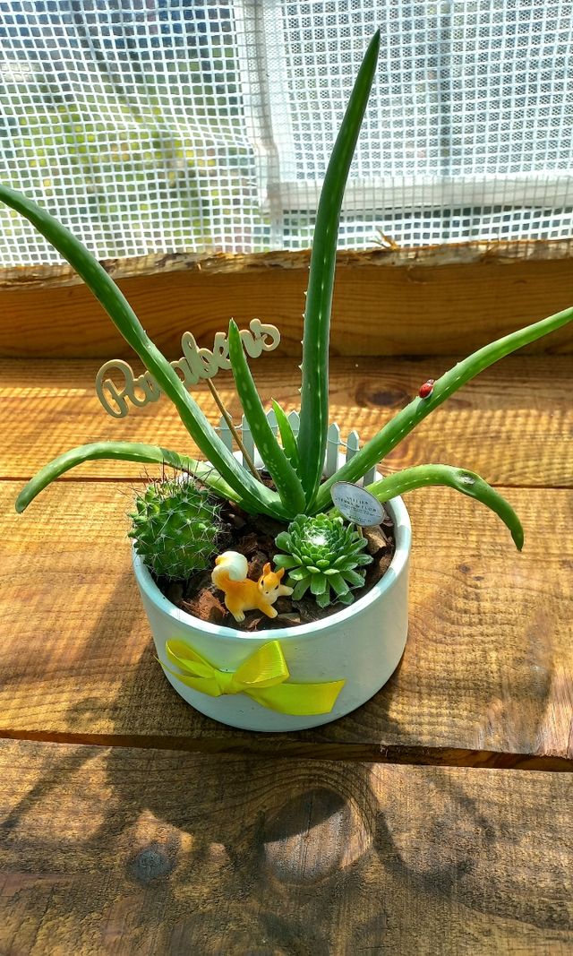 Conjunto 3 plantas - Aloe Vera, cacto...