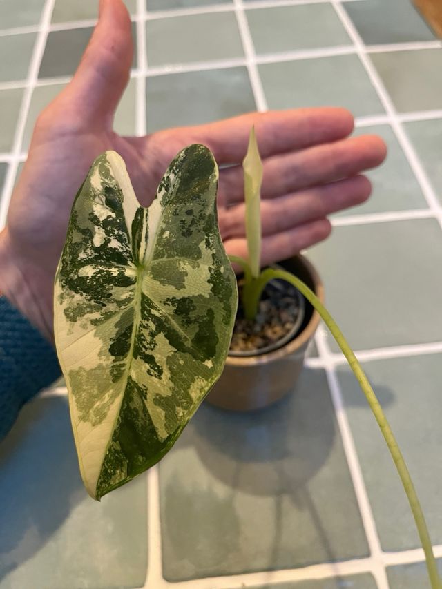 Alocasia Frydek Variegada (18)