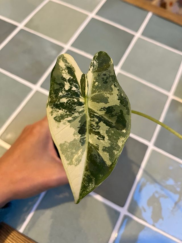 Alocasia Frydek Variegada (18)