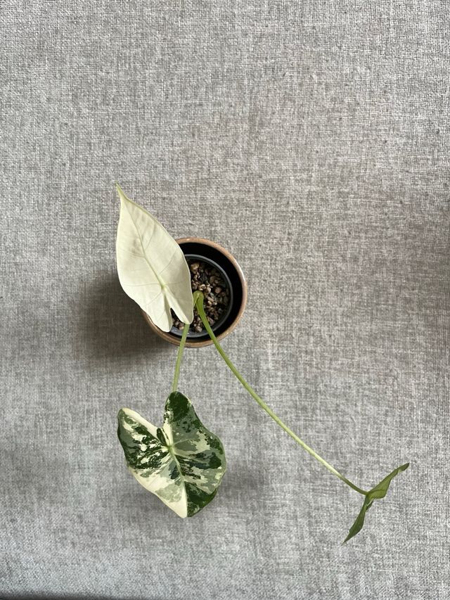 Alocasia Frydek Variegada (18)