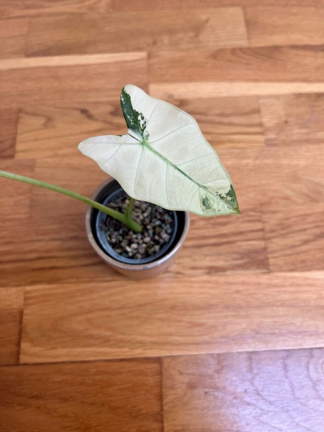Alocasia Frydek Variegada (17)