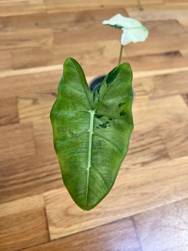 Alocasia Frydek Variegada (17)