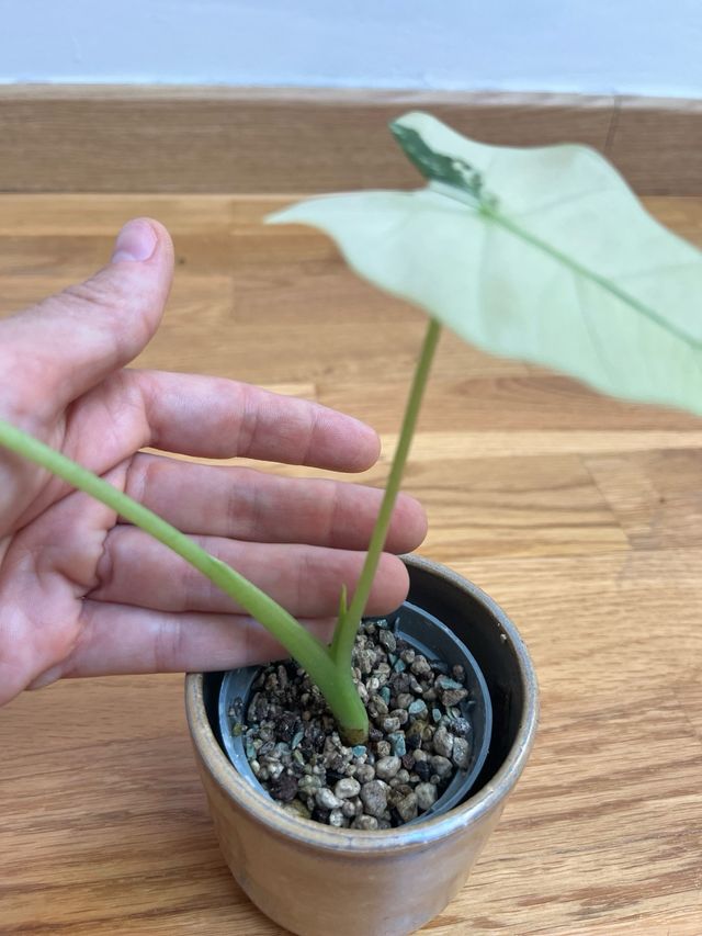 Alocasia Frydek Variegada (17)