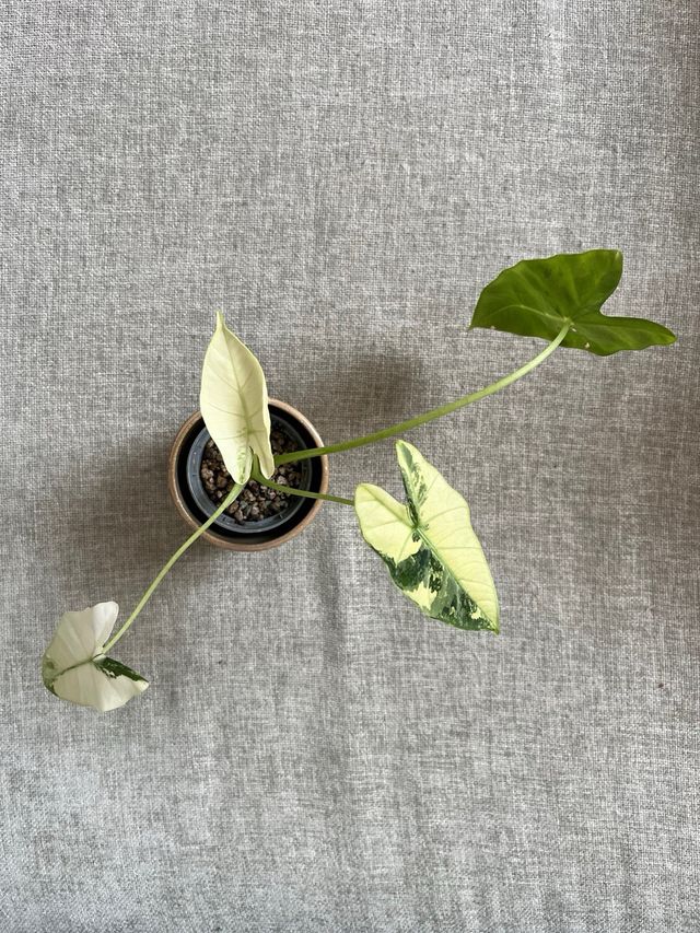 Alocasia Frydek Variegada (17)