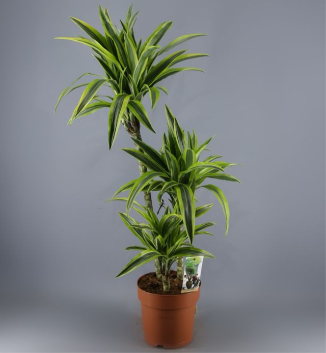 Dracaena Fragans Lemon Lime
