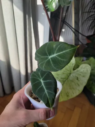 Alocasia Black Velvet - Planta