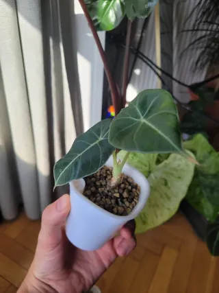 Alocasia Black Velvet - Planta