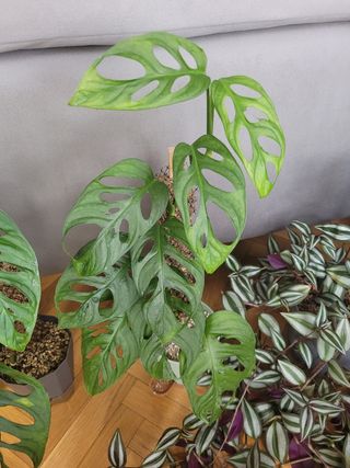 Monstera Adansonii - Planta