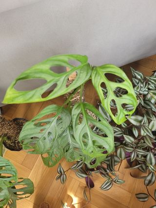 Monstera Adansonii - Planta