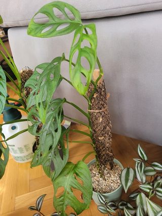 Monstera Adansonii - Planta
