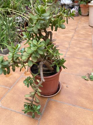 Planta Jade suculenta