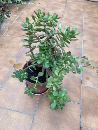 Planta Jade suculenta